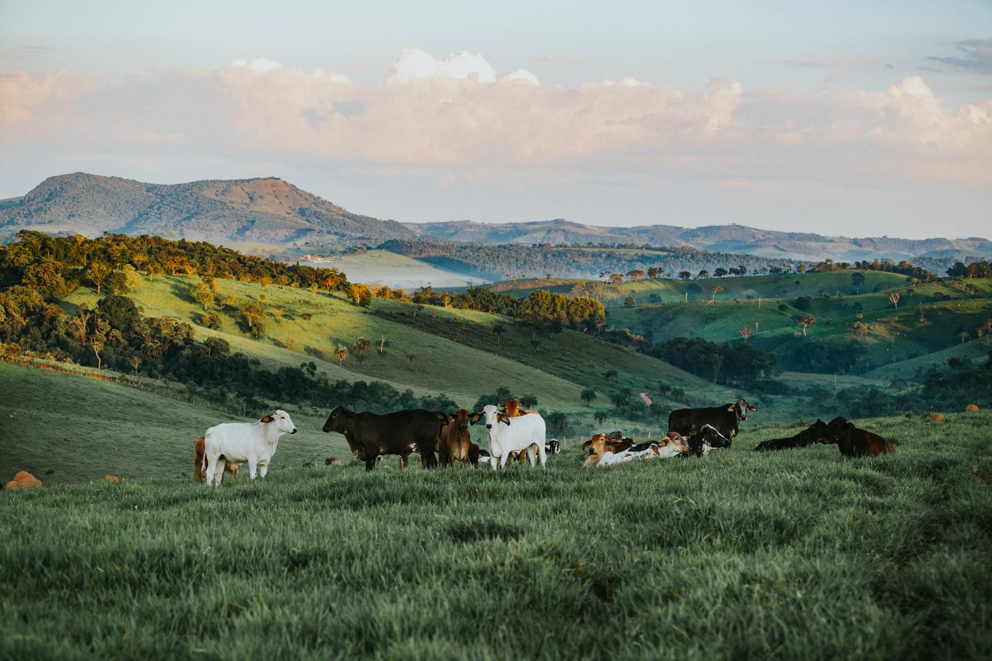 ranch with cattle